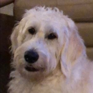 Meet your Posher, Dylan